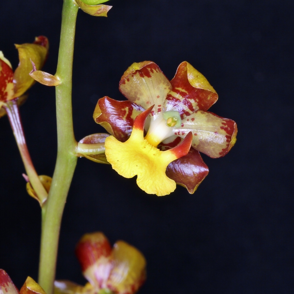 Cyrtopodium eugenii