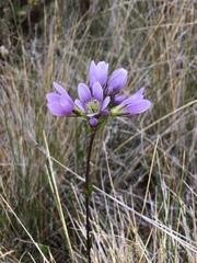 Gentianella corymbosa