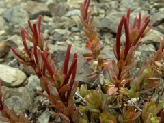 Epilobium porphyrium
