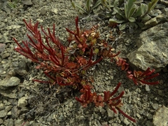 Epilobium porphyrium