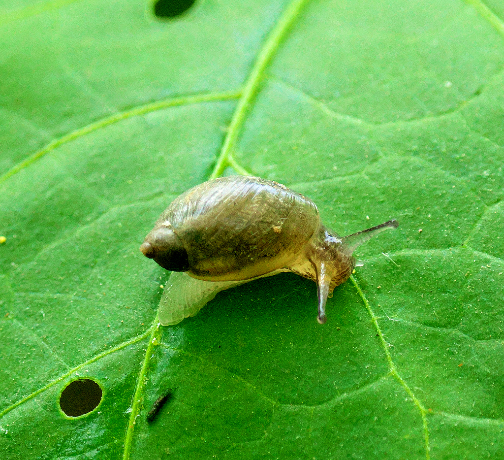Amber Snails in May 2023 by bkkmcgrath · iNaturalist