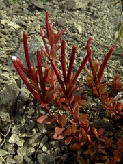 Epilobium porphyrium