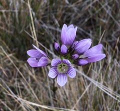 Gentianella corymbosa