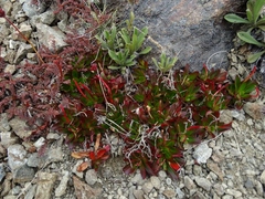 Epilobium crassum