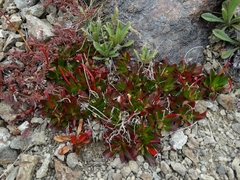 Epilobium crassum
