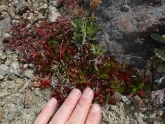 Epilobium crassum