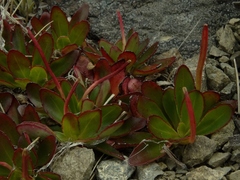 Epilobium crassum