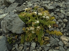 Gingidia decipiens