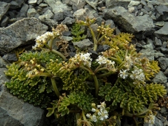 Gingidia decipiens
