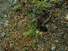 Gingidia decipiens