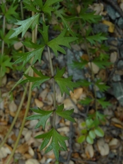 Gingidia decipiens