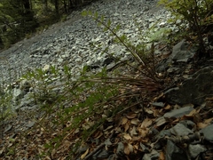 Gingidia decipiens