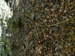 Gingidia decipiens