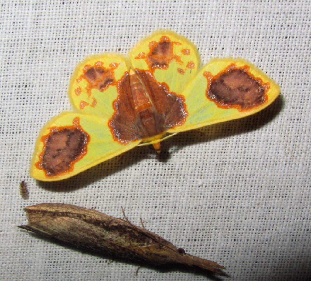 Plutodes lamisca