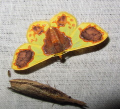Plutodes lamisca