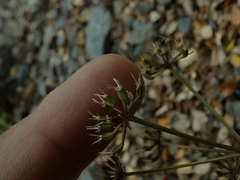 Gingidia decipiens