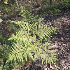 Pteridium aquilinum feei