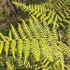Pteridium aquilinum feei