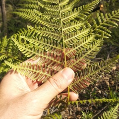 Pteridium aquilinum feei