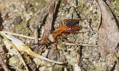 Sphictostethus fugax