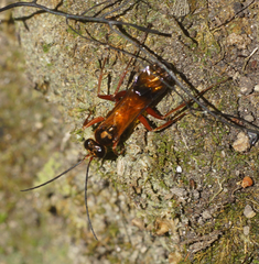 Sphictostethus fugax