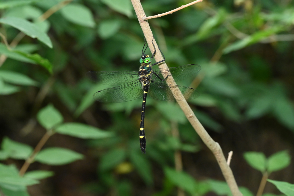 Macromia beijingensis