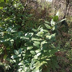 Alnus acuminata glabrata
