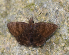 Pellicia