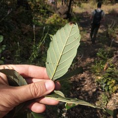 Alnus acuminata glabrata