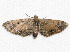Eupithecia palpata