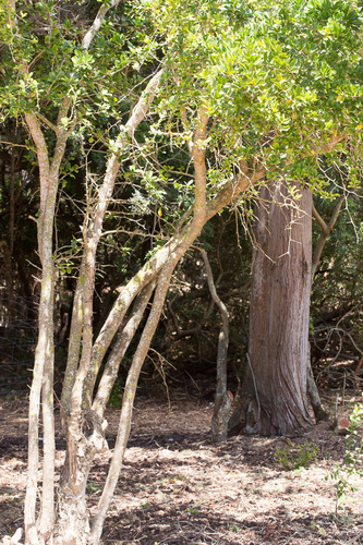 Flacourtia indica
