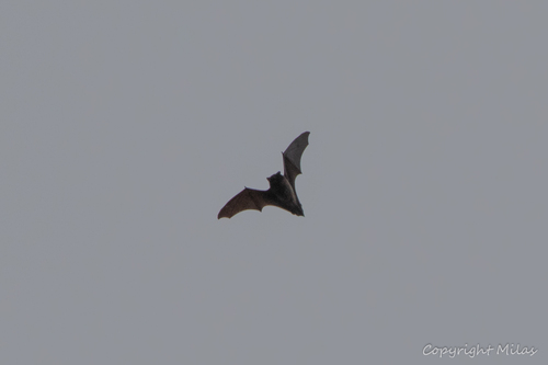 Azores Noctule, Povoação, Portugal, photo 6 of 10