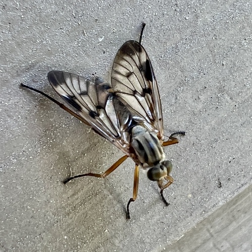 Downlooker Snipefly photo 4