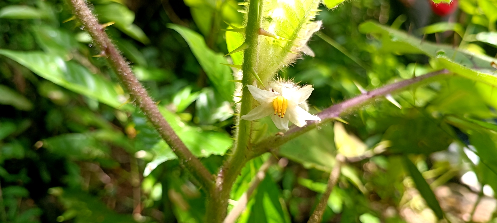 Solanum involucratum — ảnh 2