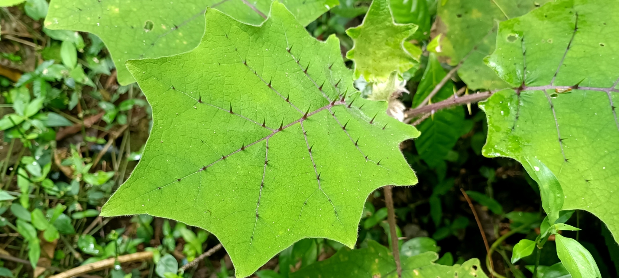 Solanum involucratum — ảnh 3