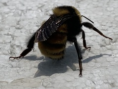 Bombus borealis image