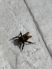 Bombus borealis image