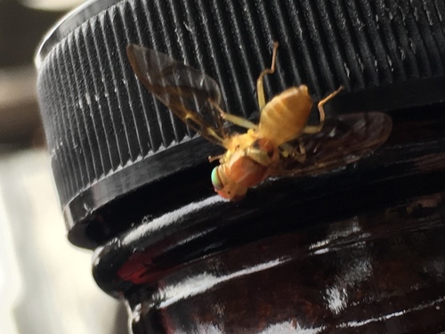 Mexican Fruit Fly photo 2