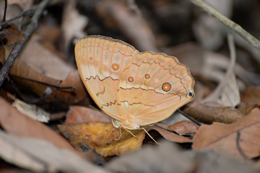 Stichophthalma le