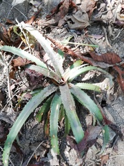 Bromelia pinguin