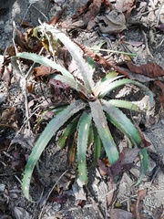 Bromelia pinguin