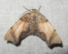 Achrosis