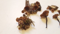Micromphale arbuticola