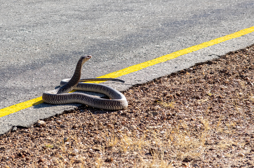 Anchieta's Cobra, Naja anchietae