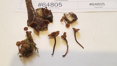 Micromphale arbuticola