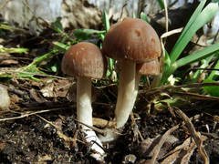 Psathyrella spadiceogrisea