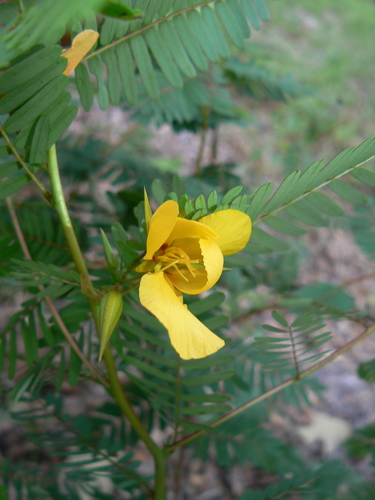 Petrik Spur Trail