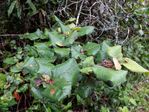 Croton lasiopyrus