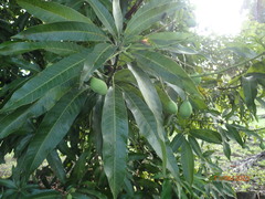 Mangifera indica image