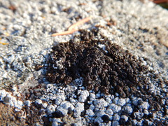 Montanelia disjuncta